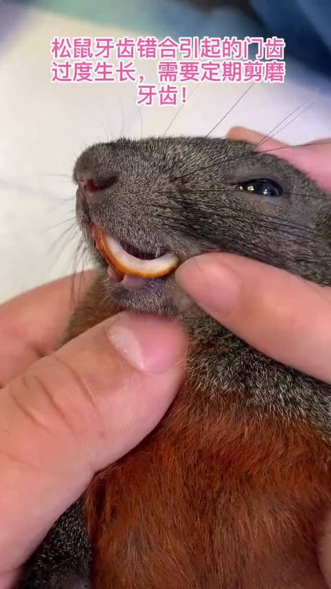 宠物松鼠牙齿