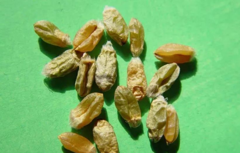 小麦赤霉病的危害有多大,不仅减产,吃了还会中毒休闲区蓝鸢梦想 - Www.slyday.coM 小麦赤霉病的危害有多大,不仅减产,吃了还会中毒休闲区蓝鸢梦想 - Www.slyday.coM