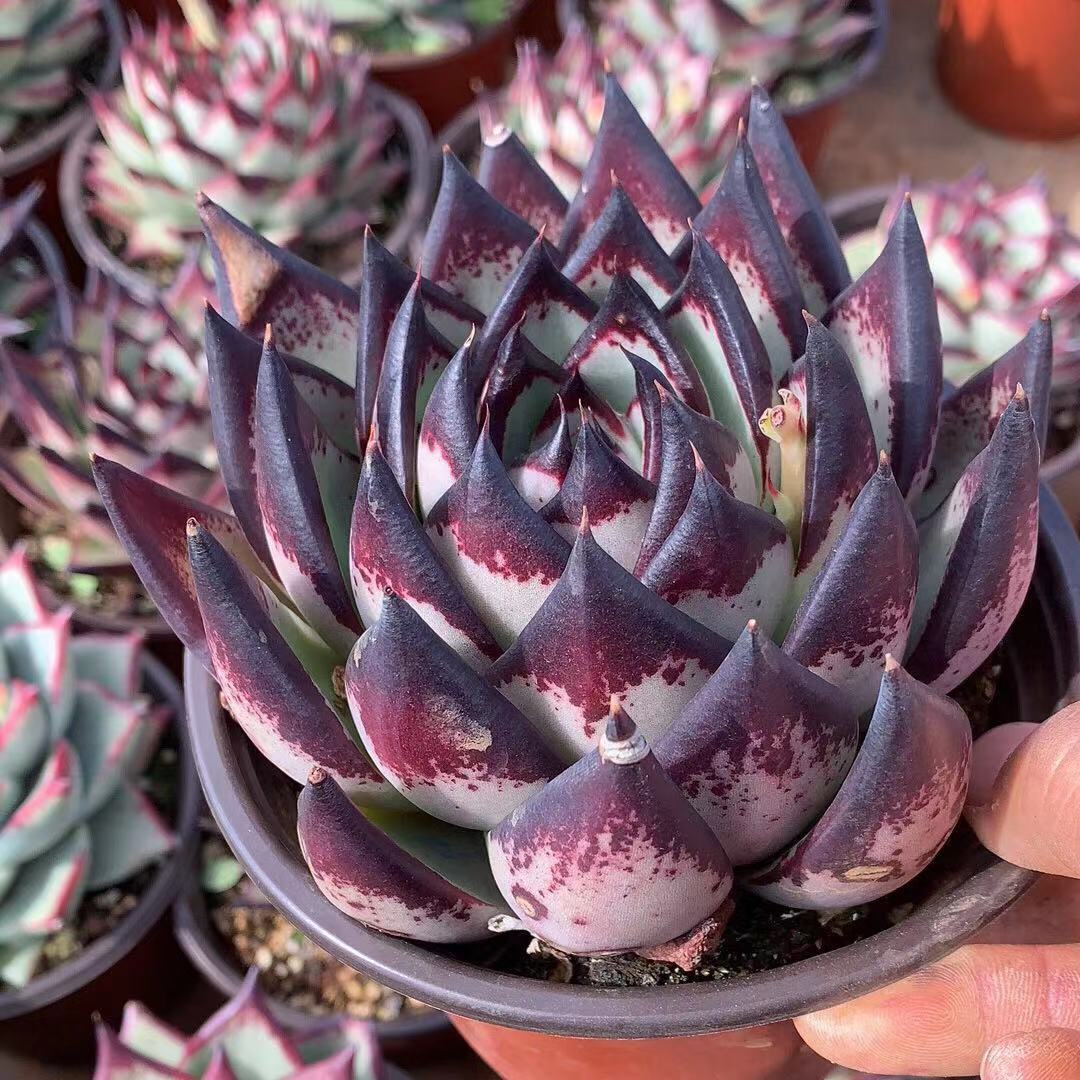 养多肉植物乌木掌握住3点盆栽长势越来越猛叶肥色艳