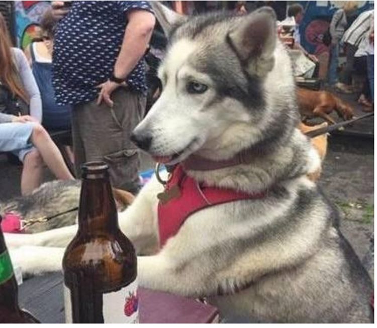 二哈趁主人不注意,偷喝了一口酒,结果耍起酒疯谁都招架不住