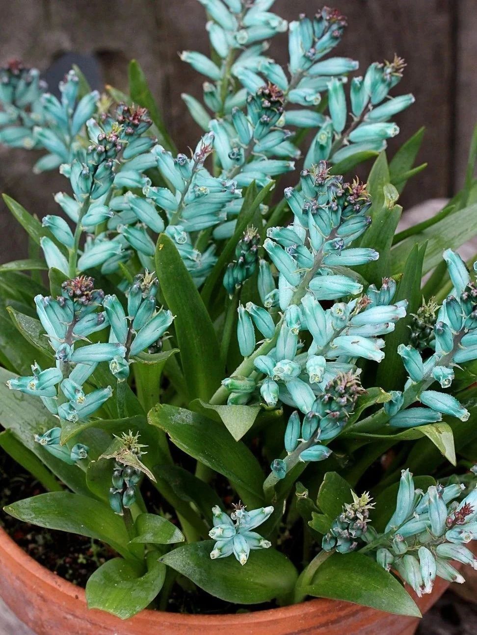 很小众的绿松石立金花花朵如一串串绿色宝石好养好看又不贵