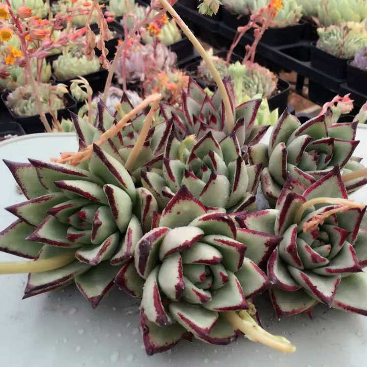 养多肉植物乌木掌握住3点盆栽长势越来越猛叶肥色艳