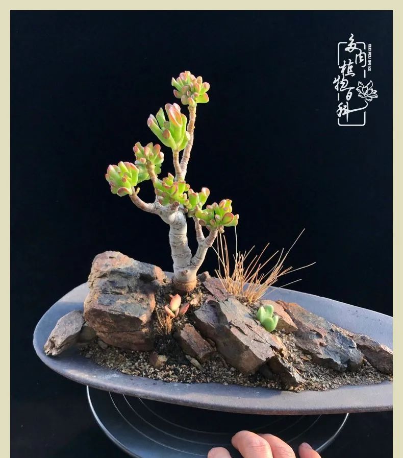 原创多肉盆景《荒凉与生机》系列22～26号作品