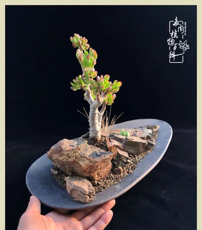 原创多肉盆景《荒凉与生机》系列22～26号作品