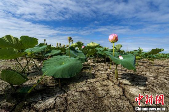 小兴凯湖连日干旱?碧水荷花开成"旱地莲"
