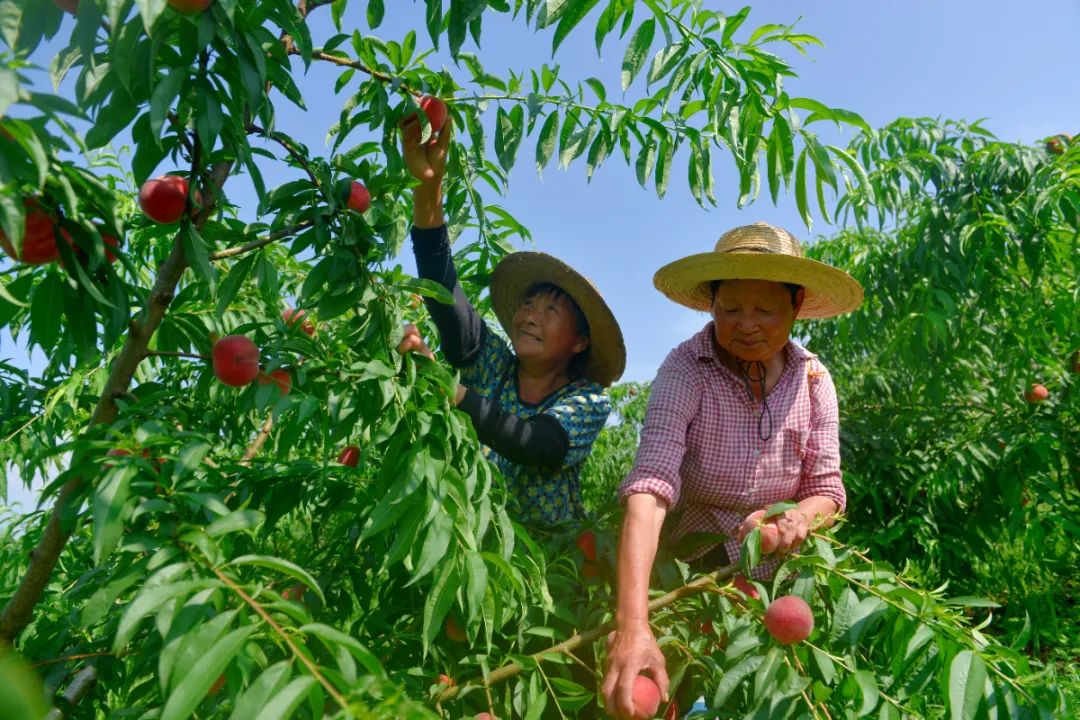 春种秋收夏管冬藏,农业人最操心的,就是自己的土地和作物.