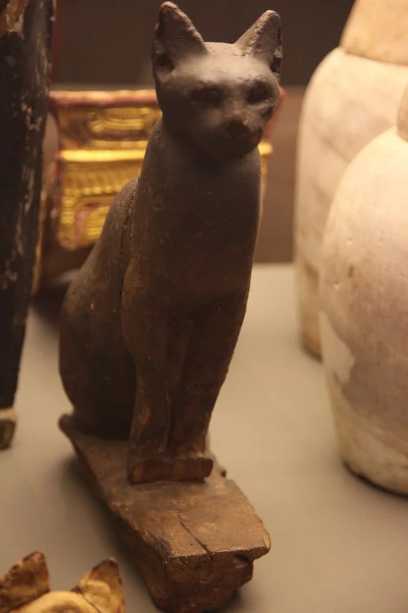 这件猫木乃伊里,塞进了五条腿和三条尾巴|木乃伊|古埃及_新浪新闻