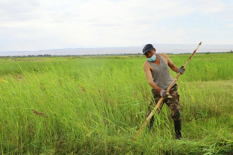 牧民正在草场打草央广网发