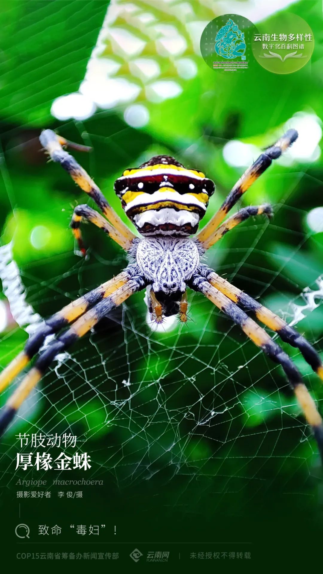 云南生物多样性数字化百科图谱 节肢动物 厚椽金蛛 致命 毒妇 云南省 新浪新闻