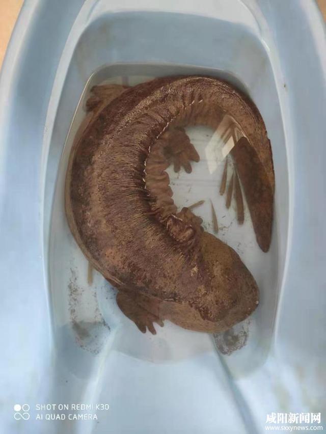 漆水河边惊现野生"娃娃鱼"