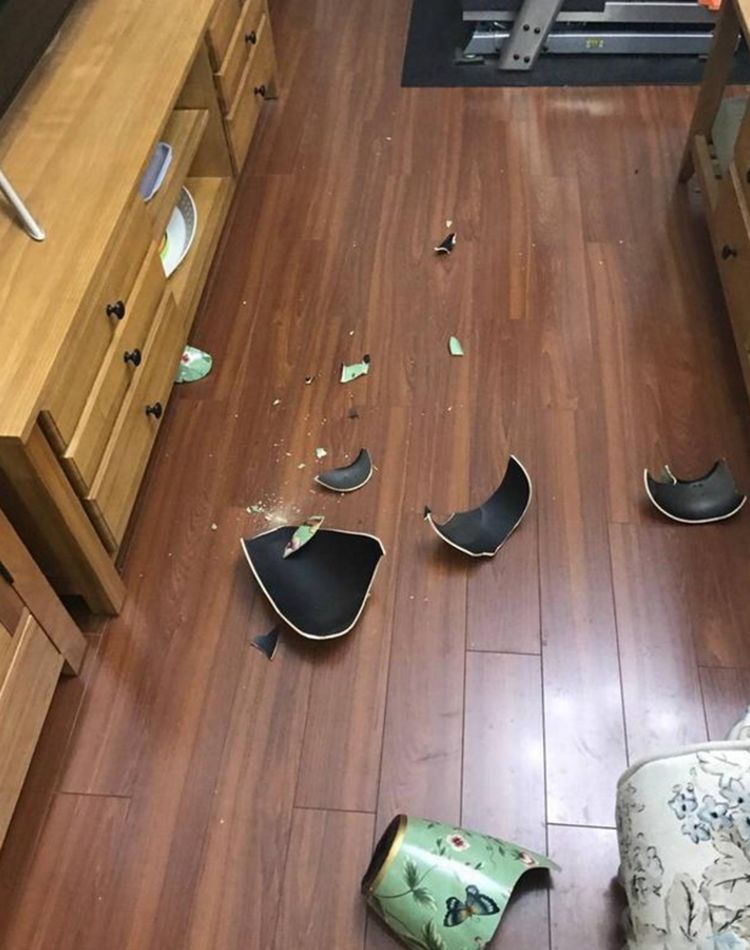 调皮猫咪打碎了3个花瓶主人气得拿刀威胁猫咪直接认怂