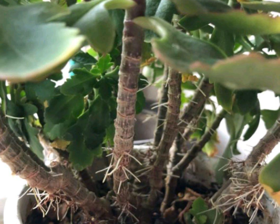 养长寿花会遇到三种茎叶表现要及时救治不管整盆都没了