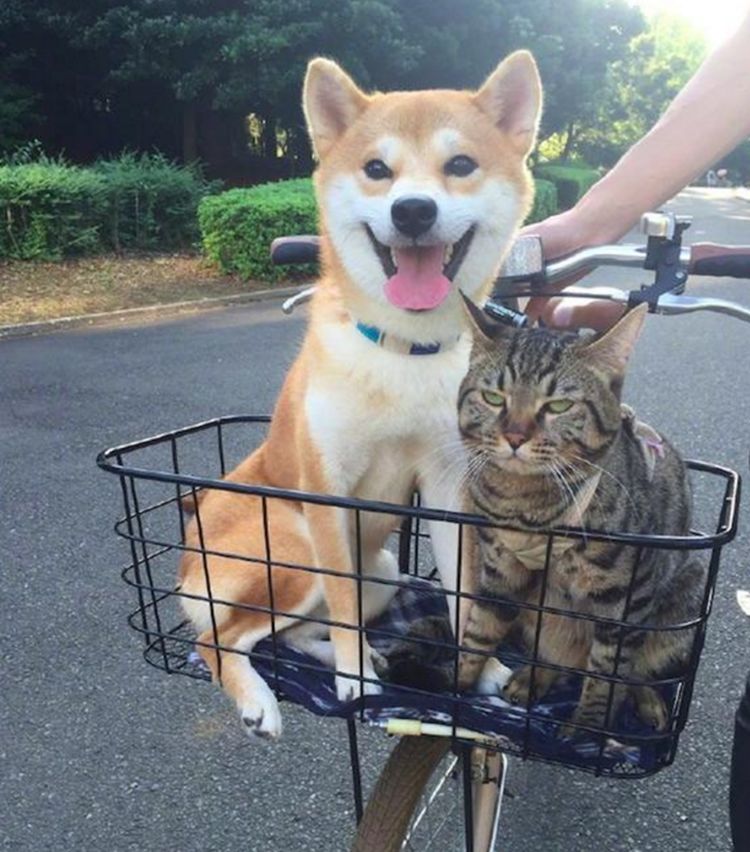主人骑自行车出去玩,刚将柴犬和猫咪放车筐里,猫咪却一脸嫌弃