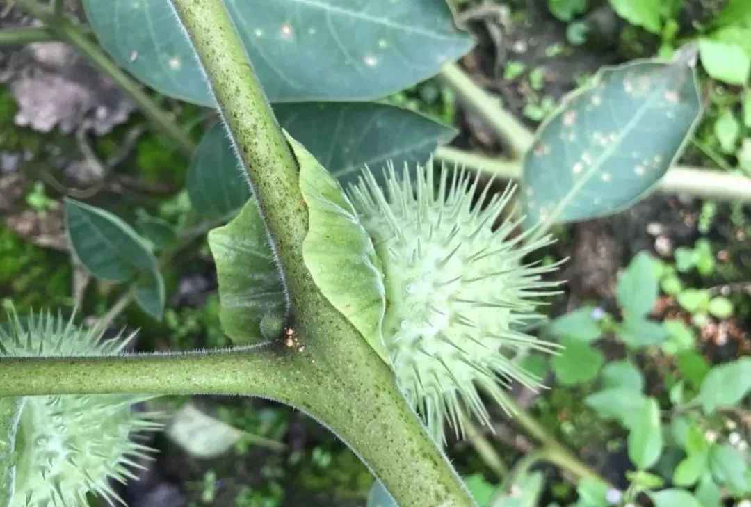 曼陀罗果泡酒治疗风湿关节炎(曼陀罗果泡酒治疗风湿关节炎的方法)