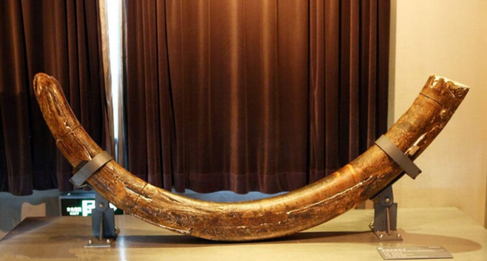 永冻土融化后,猛犸象牙被疯狂售卖,专家担心会复活远古病毒