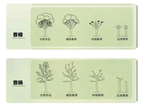 冤枉啊！修剪自己的香樟树被罚14.42万元，到底冤不？它多金贵？|香樟树|树木|栽培|一棵树|归属权_新浪新闻