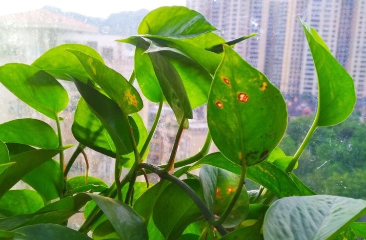 (大叶绿萝叶子发黄怎么办) - 0415花卉网