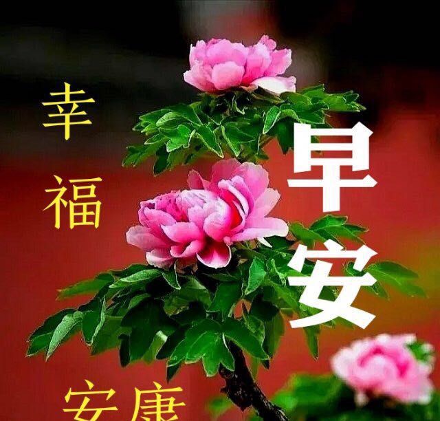 最美朋友圈问候早上好的句子带图片