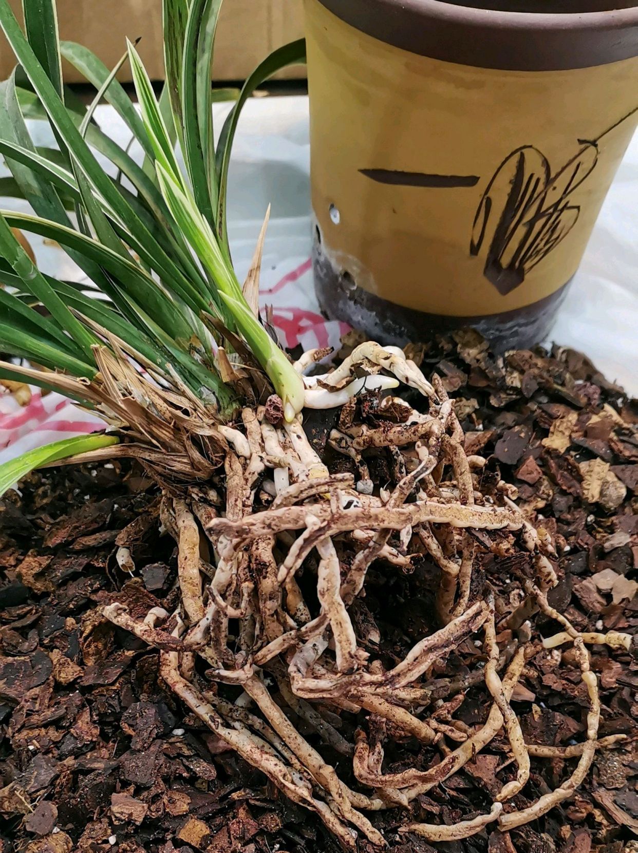 兰花|烂根|根系_新浪新闻