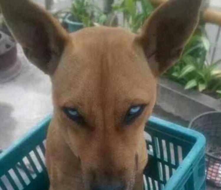 路边捡回一只流浪狗天天白眼瞪着看人男友都说狗子很可怕