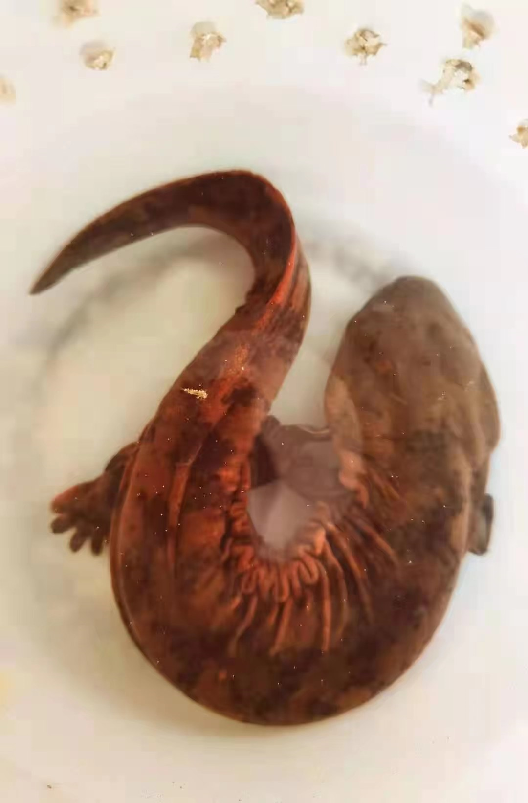 杨元林放生娃娃鱼 当事人供图