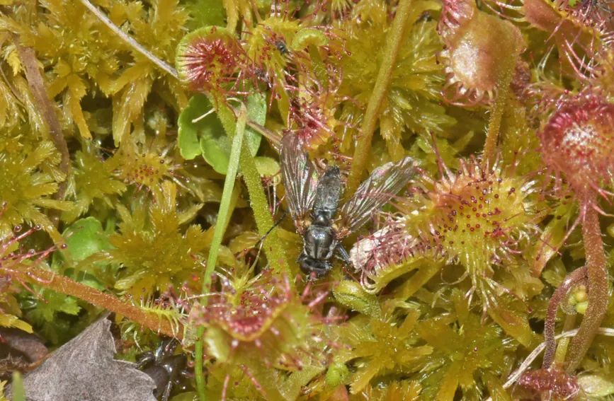 圆叶茅膏菜吃苍蝇&nbsp;重庆五里坡国家级自然保护区管理处供图