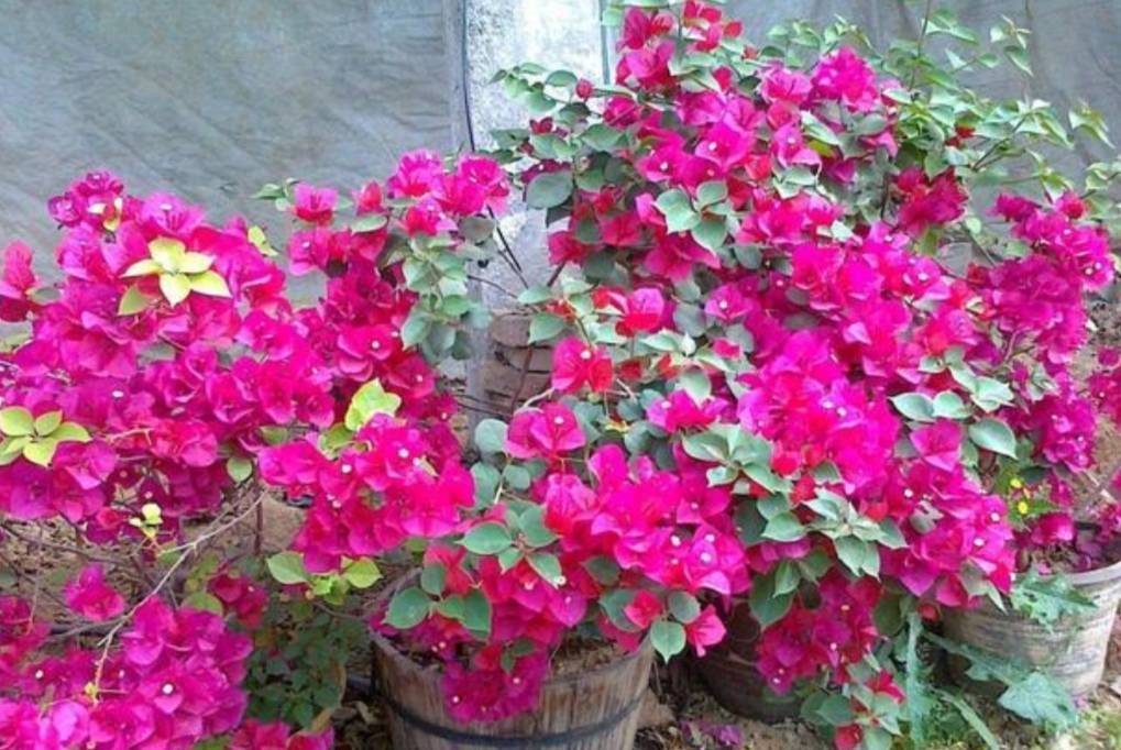 秋天让三角梅开花,只需给它做好这3点,开花又多又鲜艳休闲区蓝鸢梦想 - Www.slyday.coM 秋天让三角梅开花,只需给它做好这3点,开花又多又鲜艳休闲区蓝鸢梦想 - Www.slyday.coM