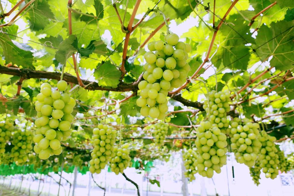 西咸新区第四届美丽乡村葡萄采摘季网上葡萄节正式拉开帷幕