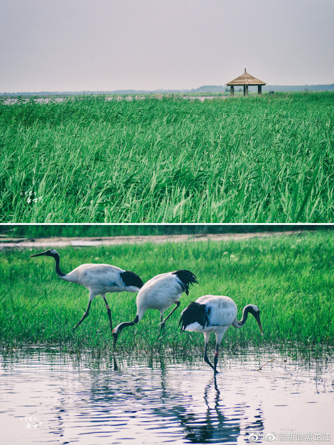 扎龙自然保护区