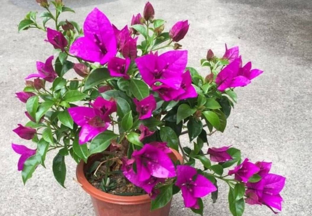 秋天让三角梅开花,只需给它做好这3点,开花又多又鲜艳休闲区蓝鸢梦想 - Www.slyday.coM 秋天让三角梅开花,只需给它做好这3点,开花又多又鲜艳休闲区蓝鸢梦想 - Www.slyday.coM