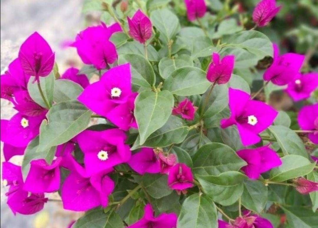 秋天让三角梅开花,只需给它做好这3点,开花又多又鲜艳休闲区蓝鸢梦想 - Www.slyday.coM 秋天让三角梅开花,只需给它做好这3点,开花又多又鲜艳休闲区蓝鸢梦想 - Www.slyday.coM