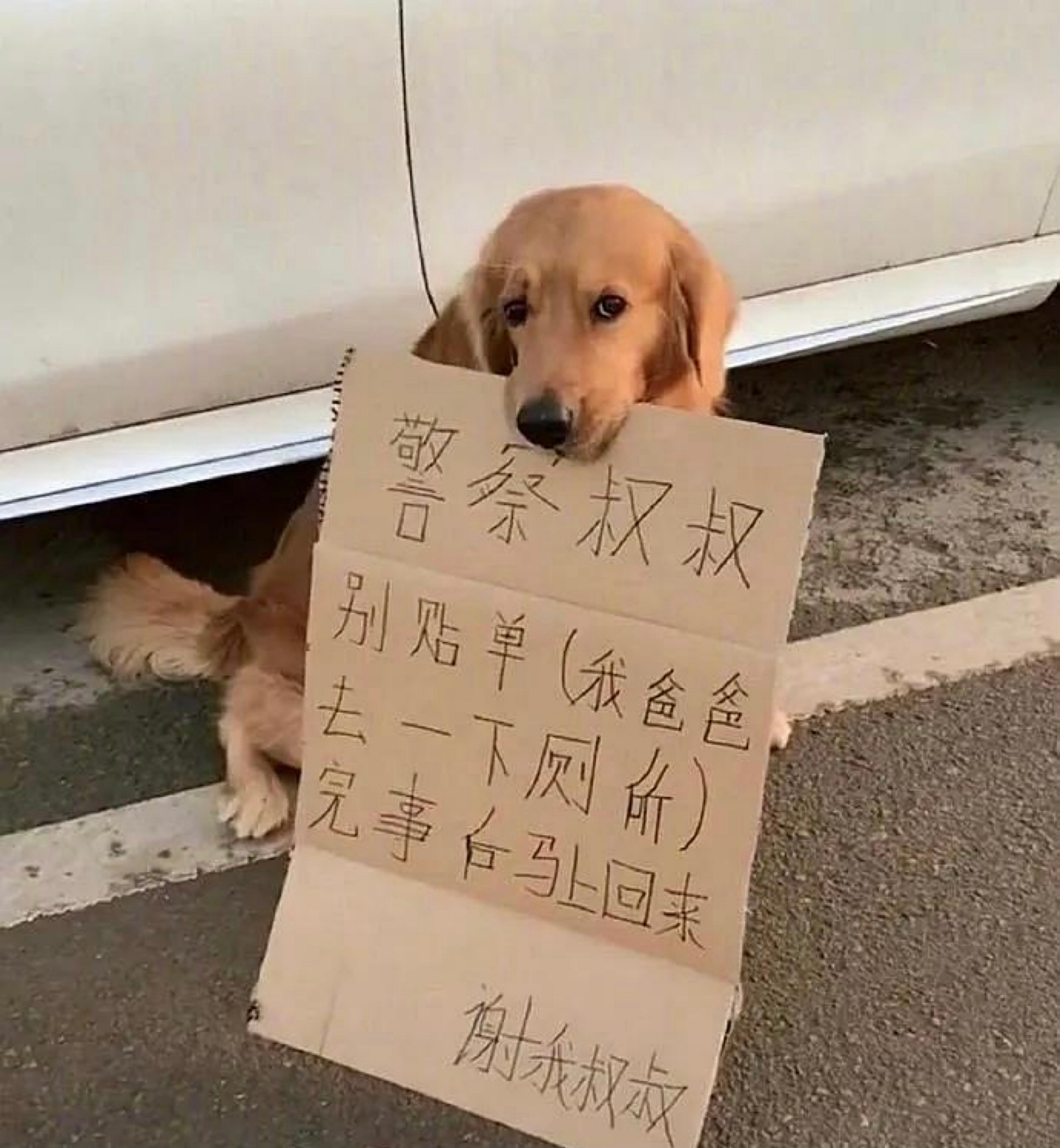 打工狗狗行为大赏