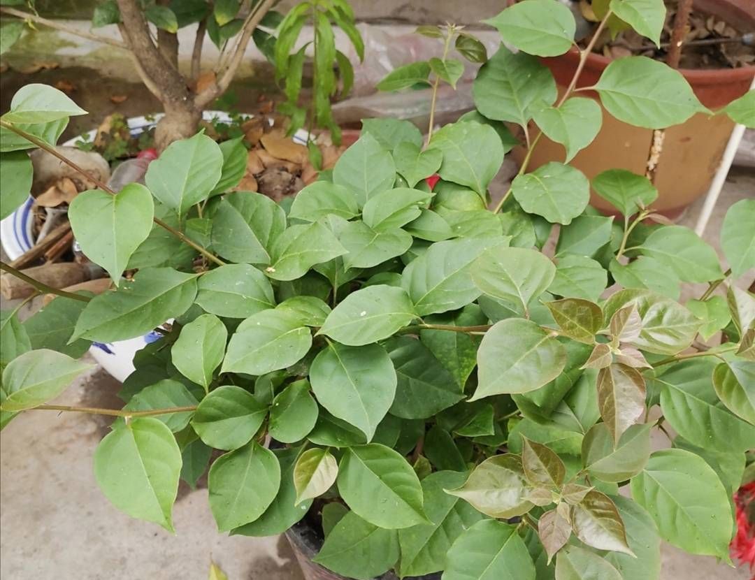 秋天让三角梅开花,只需给它做好这3点,开花又多又鲜艳休闲区蓝鸢梦想 - Www.slyday.coM 秋天让三角梅开花,只需给它做好这3点,开花又多又鲜艳休闲区蓝鸢梦想 - Www.slyday.coM