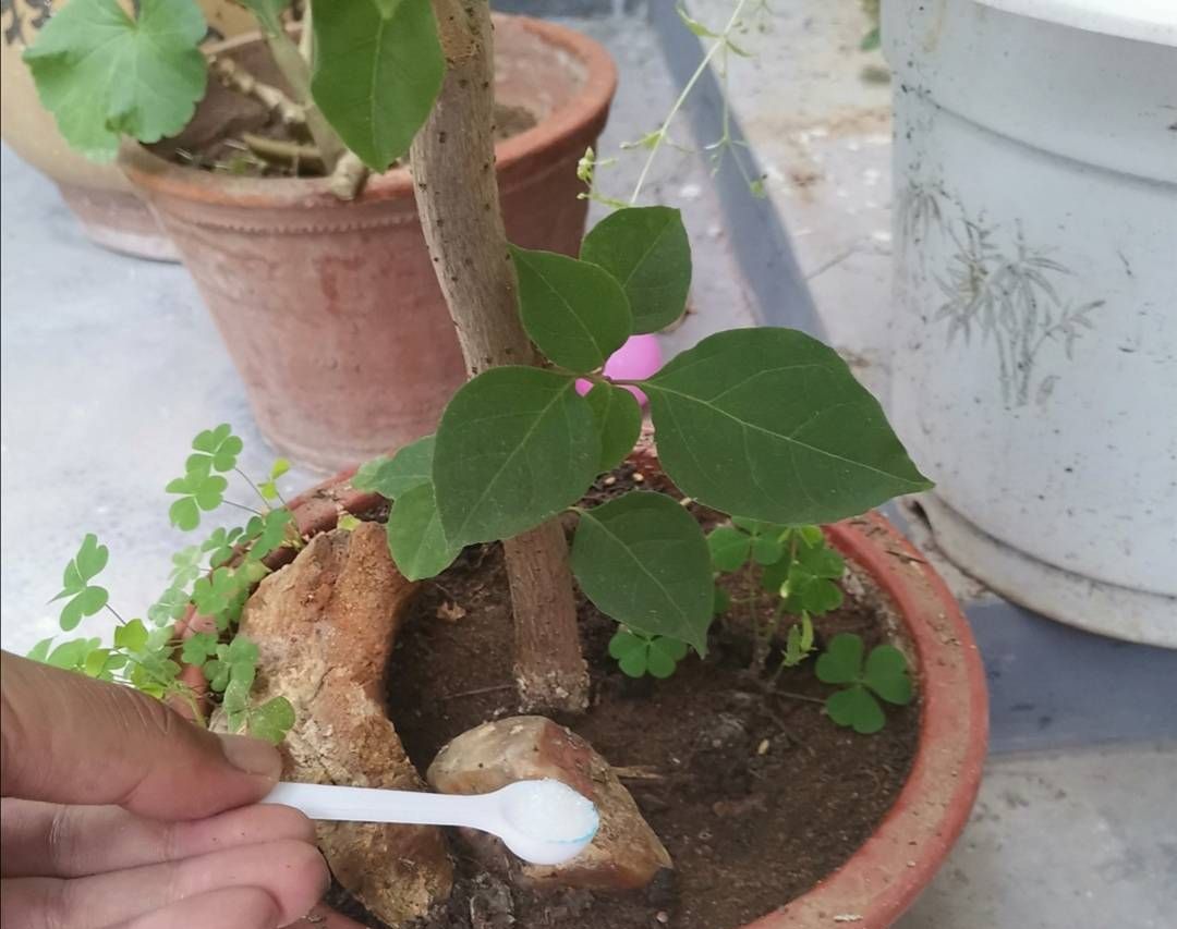 秋天让三角梅开花,只需给它做好这3点,开花又多又鲜艳休闲区蓝鸢梦想 - Www.slyday.coM 秋天让三角梅开花,只需给它做好这3点,开花又多又鲜艳休闲区蓝鸢梦想 - Www.slyday.coM