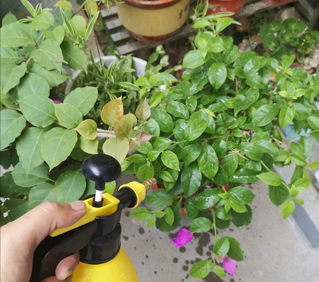 秋天让三角梅开花,只需给它做好这3点,开花又多又鲜艳休闲区蓝鸢梦想 - Www.slyday.coM 秋天让三角梅开花,只需给它做好这3点,开花又多又鲜艳休闲区蓝鸢梦想 - Www.slyday.coM