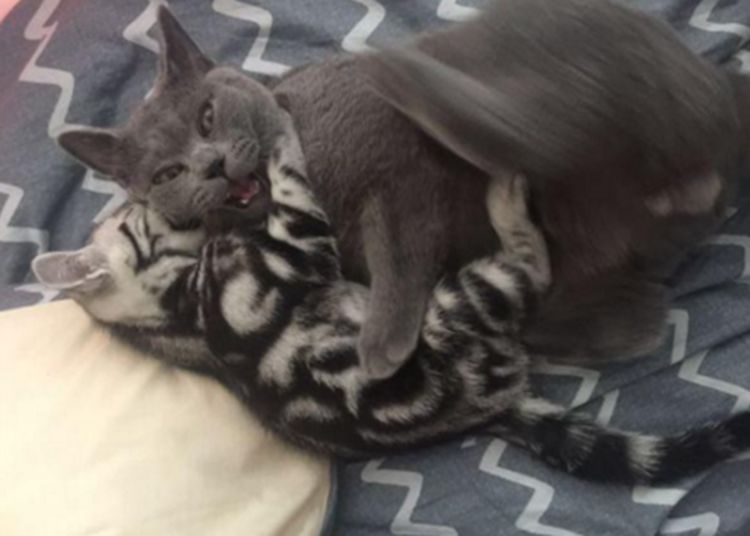 网友私自带猫咪回家,不料被家里的猫藐视了,随后一幕令人尴尬休闲区蓝鸢梦想 - Www.slyday.coM 网友私自带猫咪回家,不料被家里的猫藐视了,随后一幕令人尴尬休闲区蓝鸢梦想 - Www.slyday.coM