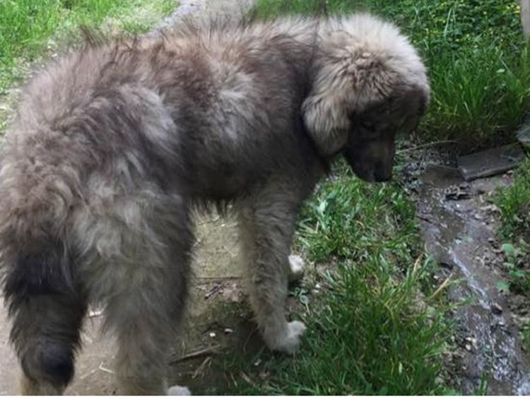 西藏旅游发现土狗出售男子掏钱将它买下结果把它乐开了花