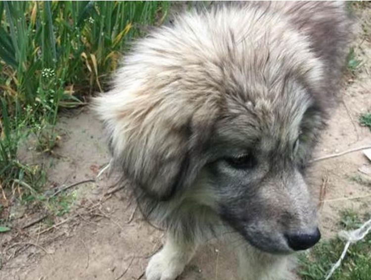 西藏旅游发现土狗出售男子掏钱将它买下结果把它乐开了花