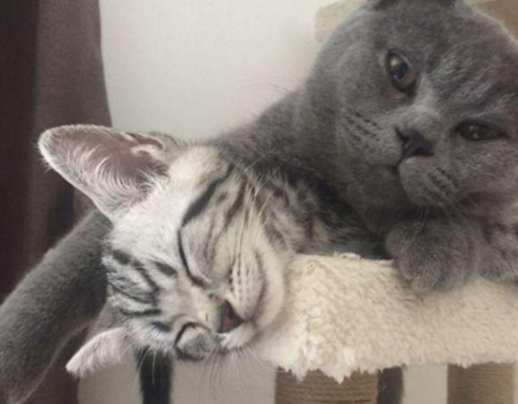 网友私自带猫咪回家,不料被家里的猫藐视了,随后一幕令人尴尬休闲区蓝鸢梦想 - Www.slyday.coM 网友私自带猫咪回家,不料被家里的猫藐视了,随后一幕令人尴尬休闲区蓝鸢梦想 - Www.slyday.coM