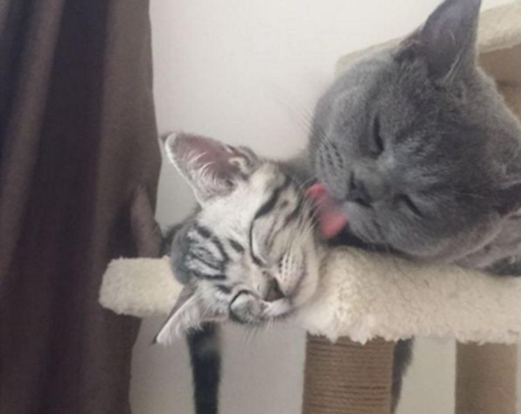 网友私自带猫咪回家,不料被家里的猫藐视了,随后一幕令人尴尬休闲区蓝鸢梦想 - Www.slyday.coM 网友私自带猫咪回家,不料被家里的猫藐视了,随后一幕令人尴尬休闲区蓝鸢梦想 - Www.slyday.coM