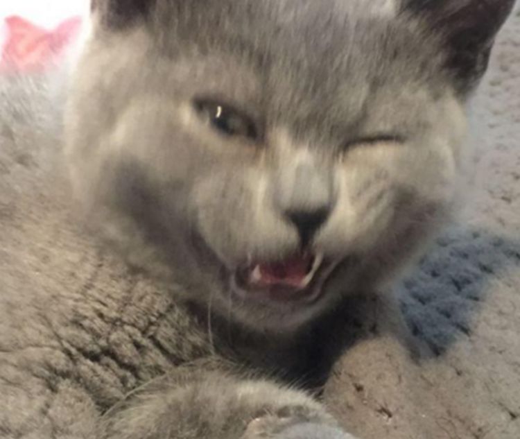 网友私自带猫咪回家,不料被家里的猫藐视了,随后一幕令人尴尬休闲区蓝鸢梦想 - Www.slyday.coM 网友私自带猫咪回家,不料被家里的猫藐视了,随后一幕令人尴尬休闲区蓝鸢梦想 - Www.slyday.coM