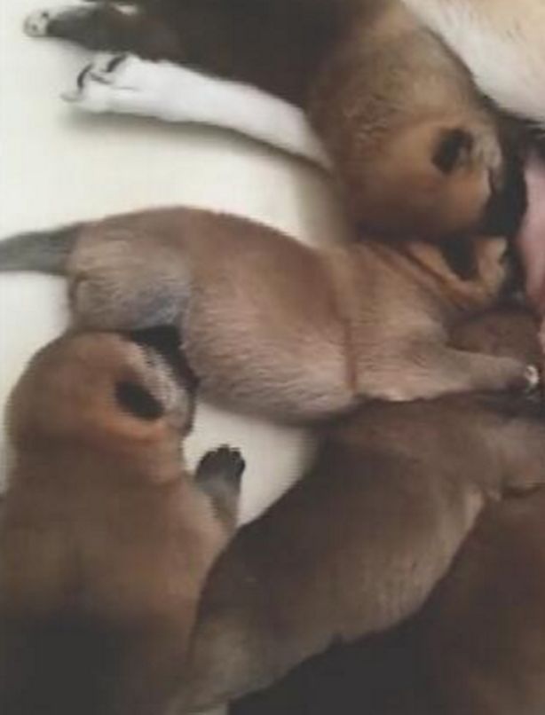 狗妈妈给孩子喂奶，宝宝争先恐后抢奶，其中一只小狗让人笑喷了休闲区蓝鸢梦想 - Www.slyday.coM