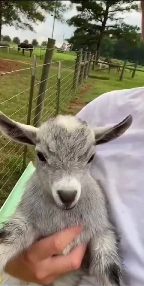 小羊的叫声太可爱了!