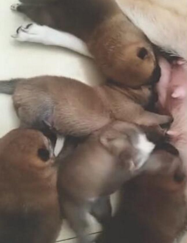 狗妈妈给孩子喂奶，宝宝争先恐后抢奶，其中一只小狗让人笑喷了休闲区蓝鸢梦想 - Www.slyday.coM