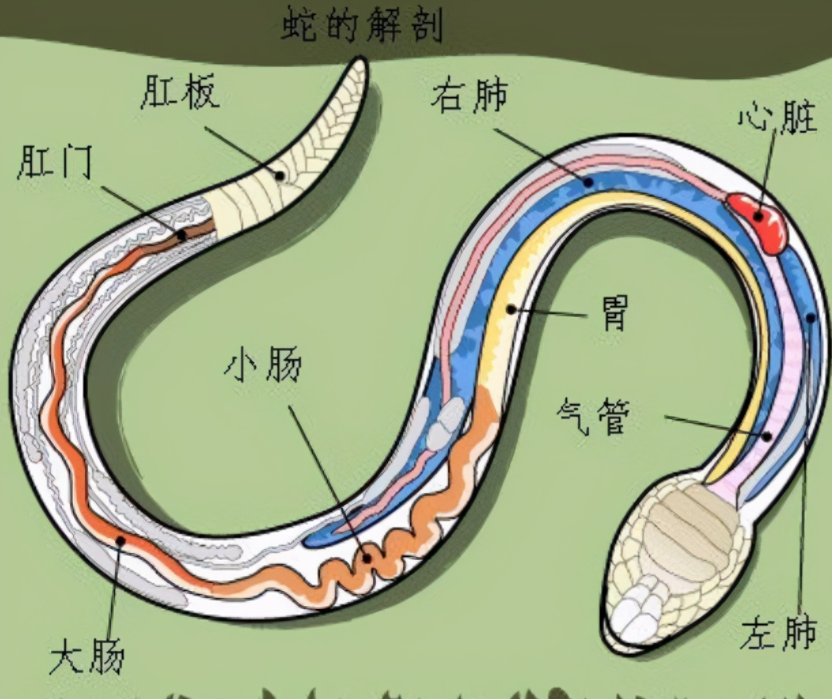 捕捉2小时广东商铺惊现16条眼镜蛇幼蛇被抓母蛇会复仇吗
