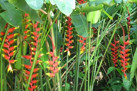 垂花火鸟的养护方法和注意事项