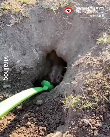 网友遇到土拨鼠正在挖洞,所以拿了个小斗子帮它忙