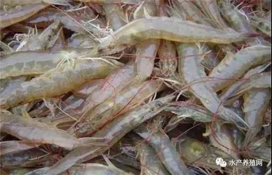 对虾等品种又要掉价？东海南海开捕，大量海鲜上市，很多水产品都会被冲击！9月对虾价格还不会好？休闲区蓝鸢梦想 - Www.slyday.coM