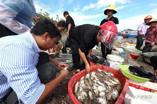 对虾等品种又要掉价？东海南海开捕，大量海鲜上市，很多水产品都会被冲击！9月对虾价格还不会好？休闲区蓝鸢梦想 - Www.slyday.coM