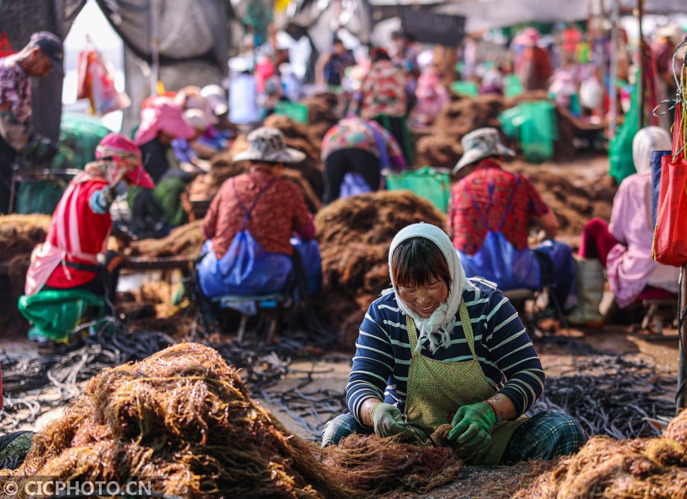 荣成爱伦湾海域一处养殖码头,养殖工人驾驶满载江蓠的舢舨在等待吊装